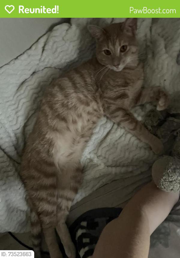 Reunited Male Cat last seen Near country street 2980, Blanchard, OK 73010