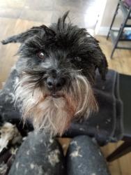 Lost Female Dog last seen Ridgmar Blvd & Plaza Prkwy, Fort Worth, TX 76116