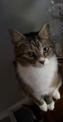 Lost Male Cat last seen 21st & Passyunk Ave, Philadelphia, PA 19145