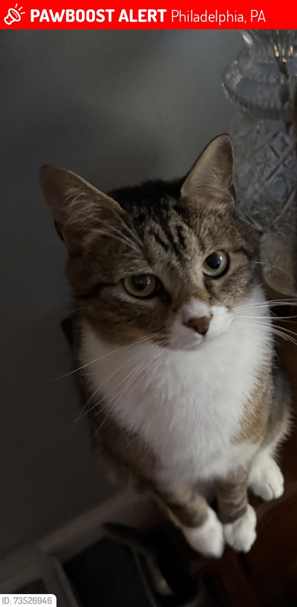 Lost Male Cat last seen 21st & Passyunk Ave, Philadelphia, PA 19145