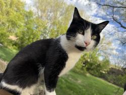 Lost Male Cat last seen Omaha and upper 56th, Stillwater, MN 55082