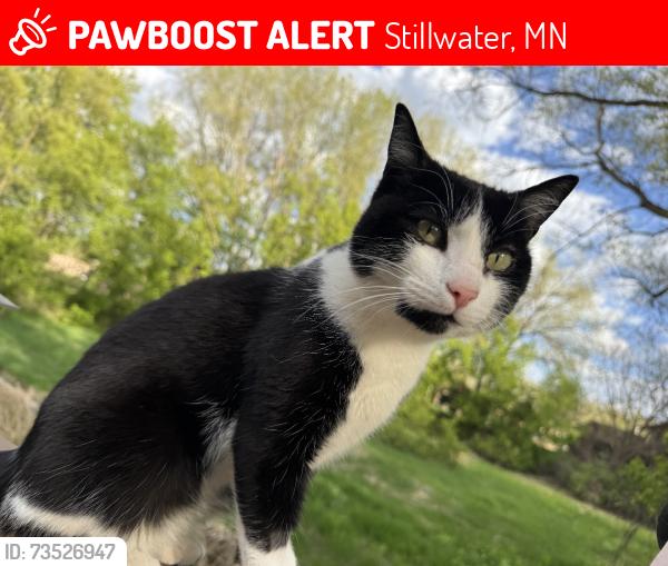 Lost Male Cat last seen Omaha and upper 56th, Stillwater, MN 55082