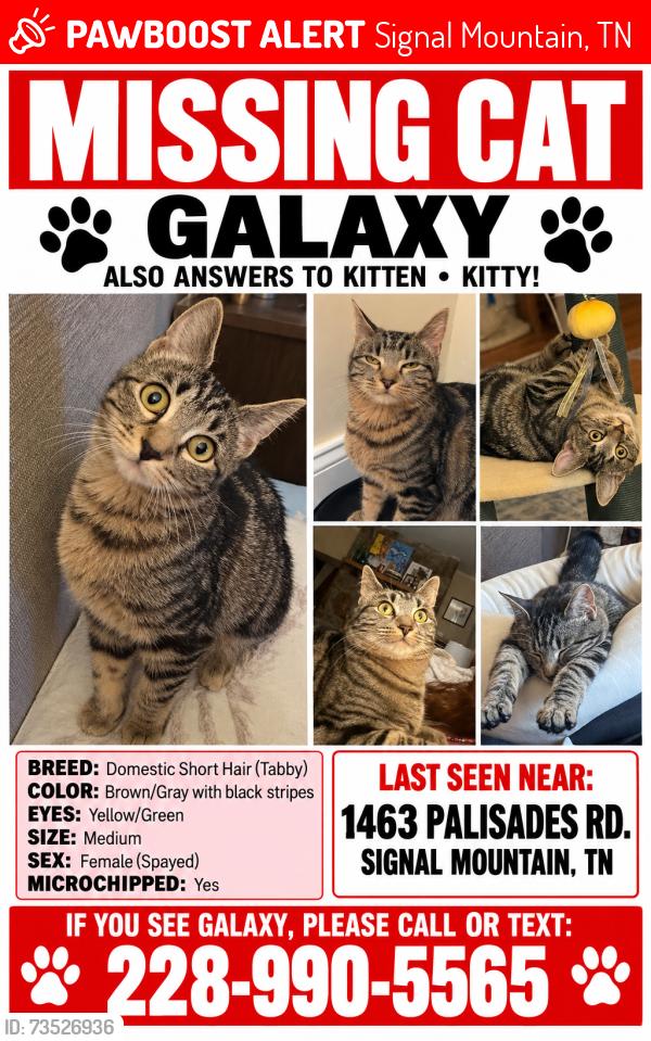 Lost Female Cat last seen Near palisades rd, Signal Mountain, TN 37377