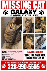 Lost Female Cat last seen Near palisades rd, Signal Mountain, TN 37377