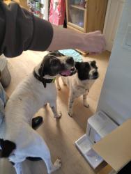 Found/Stray Female Dog last seen Sloan canyon Rd, San Diego County, CA 91935
