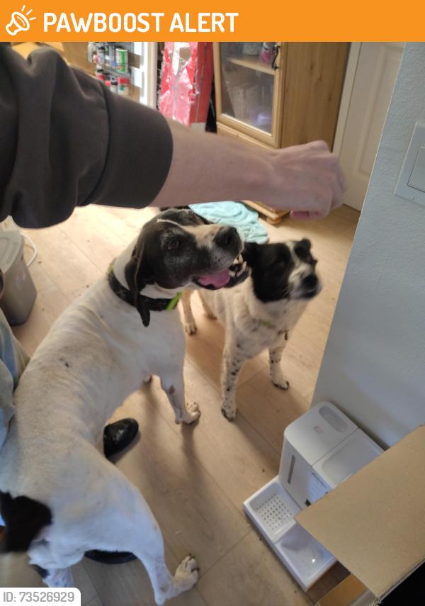 Found/Stray Female Dog last seen Sloan canyon Rd, San Diego County, CA 91935