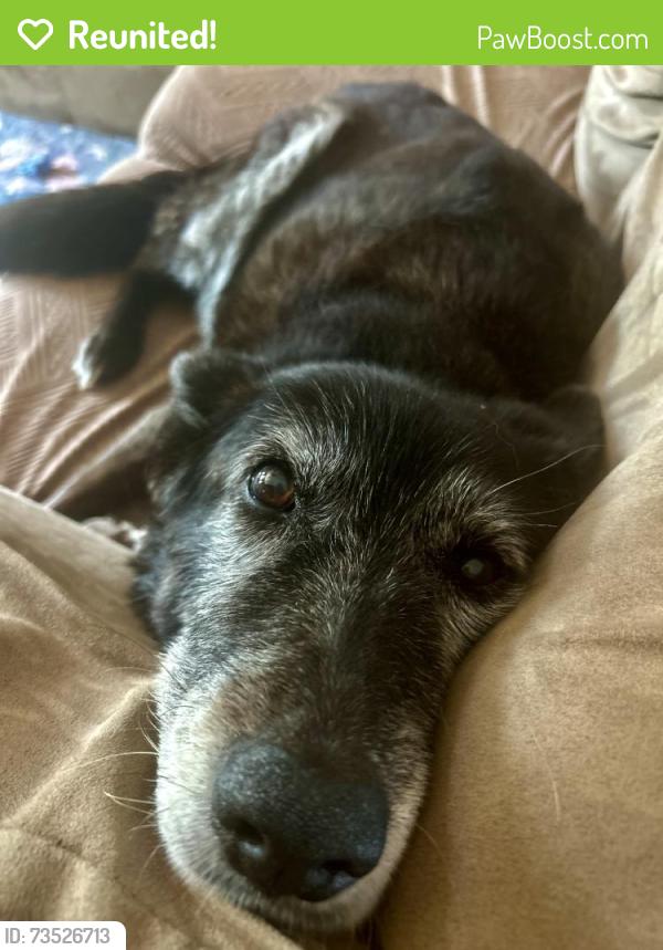 Reunited Female Dog last seen Near Hartland Pkwy, Lexington, KY 40515, USA, Lexington, KY 40515