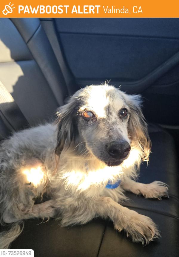 Found/Stray Unknown Dog last seen Valinda & Amar, Valinda, CA 91790