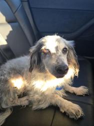 Found/Stray Unknown Dog last seen Valinda & Amar, Valinda, CA 91790