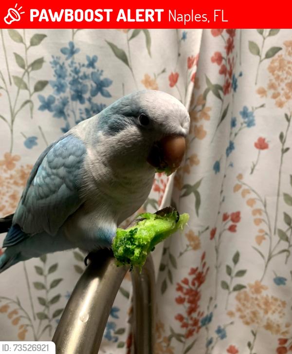 Lost Male Bird last seen Riviera Colony btwn St Tropez Dr & Cannes Drr, Naples, FL 34112