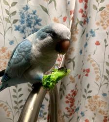 Lost Male Bird last seen Riviera Colony btwn St Tropez Dr & Cannes Drr, Naples, FL 34112
