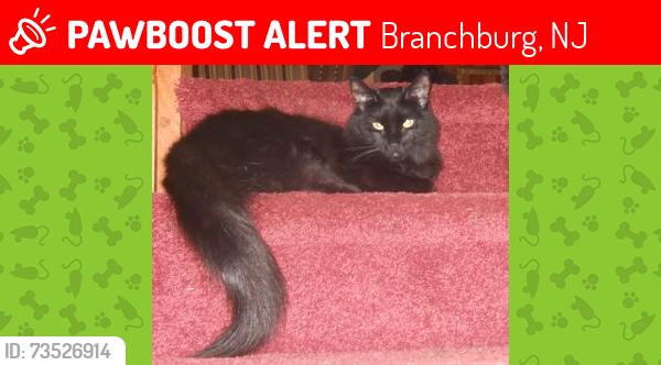 Lost Male Cat last seen Cheyenne Trail and Apache Way, Branchburg, NJ 08876
