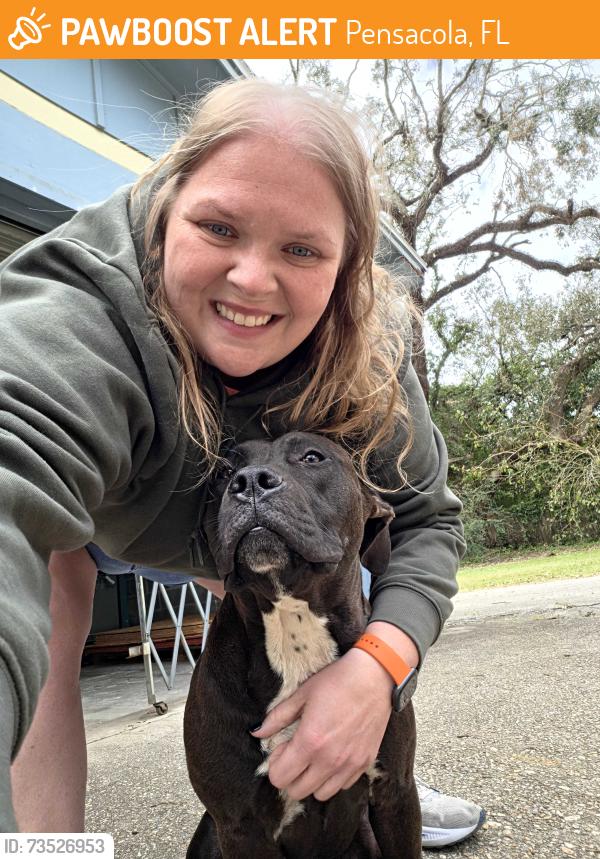 Found/Stray Unknown Dog last seen W. Fairfield Dr, Pensacola, FL 32503