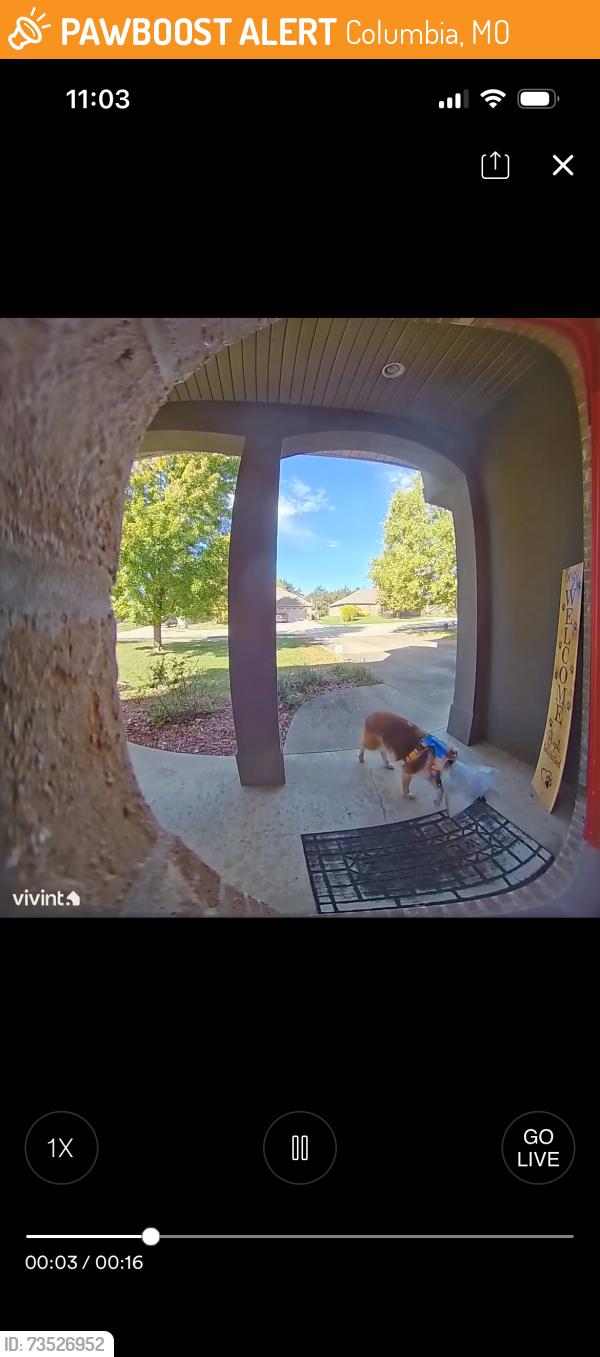 Found/Stray Female Dog last seen Vineyards subdivision, Columbia, MO 65202