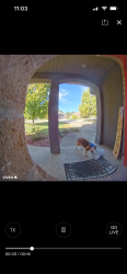 Found/Stray Female Dog last seen Vineyards subdivision, Columbia, MO 65202