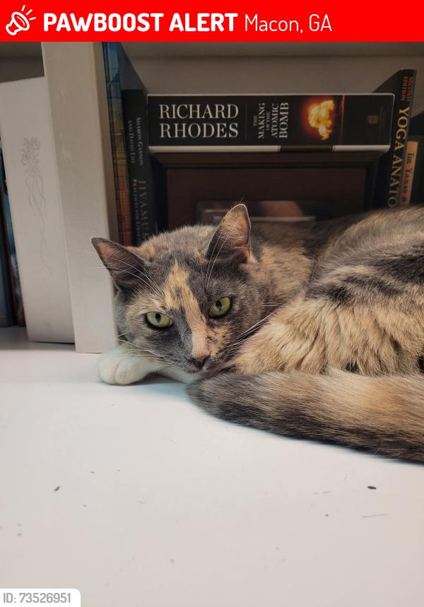 Lost Female Cat last seen Waverland Circle and Waverland Drive area, Macon, GA 31211