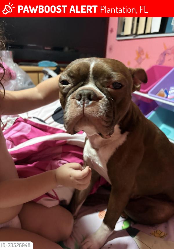 Lost Male Dog last seen Near west country club circle plantation, Plantation, FL 33317
