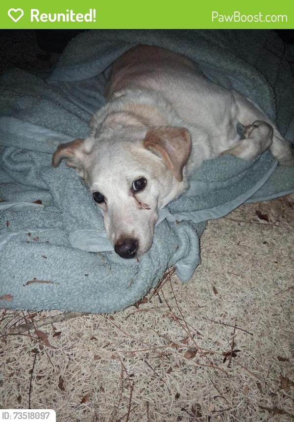 Reunited Unknown Dog last seen Near Parkside trailer park, Chandler, TX 75758