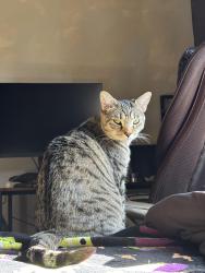 Reunited Male Cat last seen 28th and Liberty Ave, Ogden, UT 84403