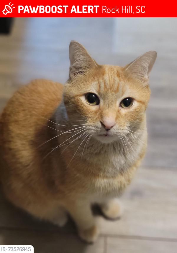 Lost Male Cat last seen Gordan rd, Rock Hill, SC 29732