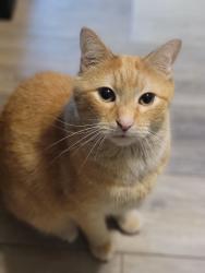 Lost Male Cat last seen Gordan rd, Rock Hill, SC 29732