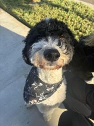 Found/Stray Unknown Dog last seen Near McAuliff and Tulare, Visalia, CA 93292