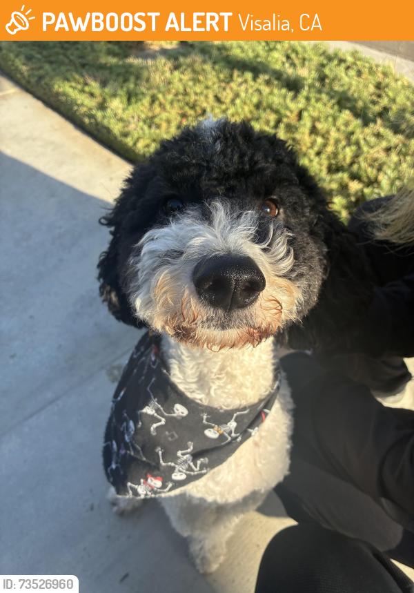 Found/Stray Unknown Dog last seen Near McAuliff and Tulare, Visalia, CA 93292