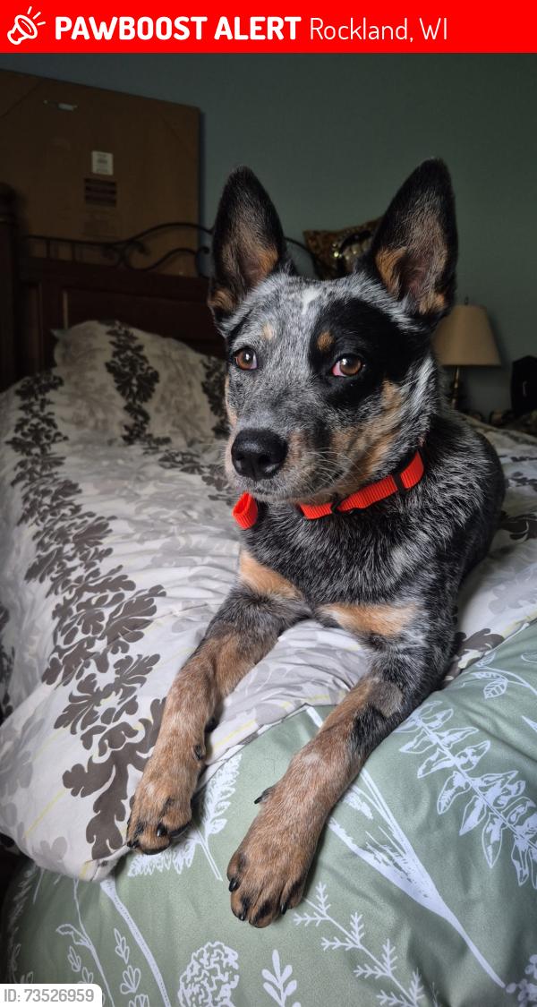 Lost Female Dog last seen State road 162, Rockland, WI 54653