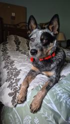 Lost Female Dog last seen State road 162, Rockland, WI 54653