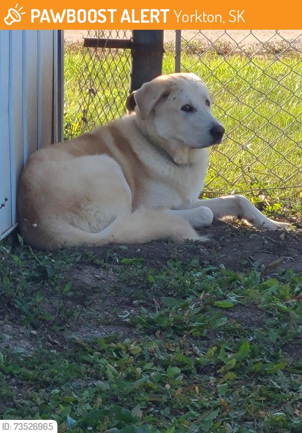 Found/Stray Unknown Dog last seen Smith Steel Hwy 52 W, Yorkton, SK 