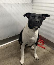Shelter Stray Male Dog last seen STERLING X HIGHLAND, 333 Chandler Pl, San Bernardino, CA 92408, USA