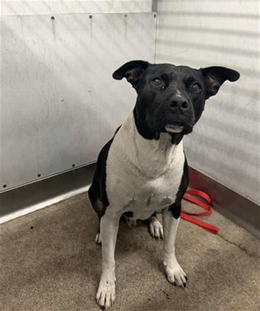 Shelter Stray Male Dog last seen STERLING X HIGHLAND, 333 Chandler Pl, San Bernardino, CA 92408, USA