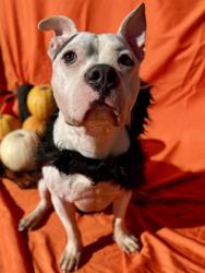 Shelter Stray Male Dog last seen HUNTERSVILLE, 8315 Byrum Dr, Charlotte, NC 28217, USA