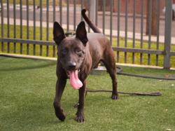 Shelter Stray Male Dog last seen , 3201 Lacy St, Los Angeles, CA 90031, USA