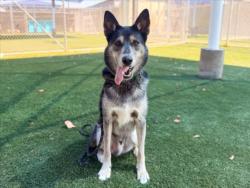 Shelter Stray Male Dog last seen , 3201 Lacy St, Los Angeles, CA 90031, USA