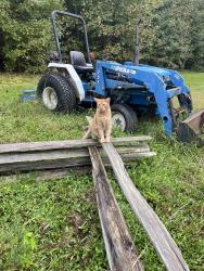 Lost Male Cat last seen On Croom Road near St Thomas Church Road, Upper Marlboro, MD 20772