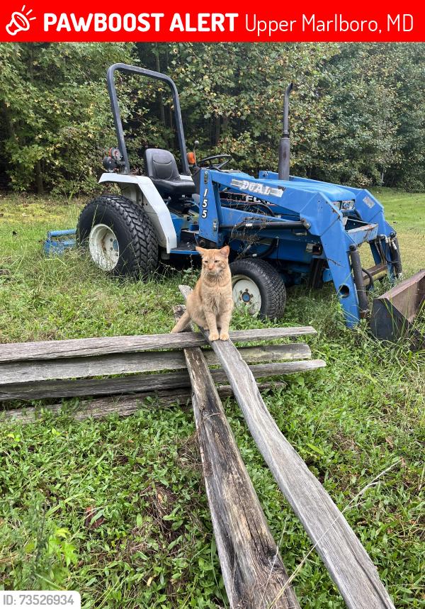 Lost Male Cat last seen On Croom Road near St Thomas Church Road, Upper Marlboro, MD 20772