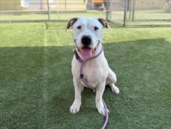Shelter Stray Male Dog last seen , 3201 Lacy St, Los Angeles, CA 90031, USA