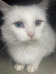 Shelter Stray Unknown Cat last seen Near BLOCK S CARNEGIE TECH ST, 4522 W 3500 S, West Valley City, UT 84120, USA