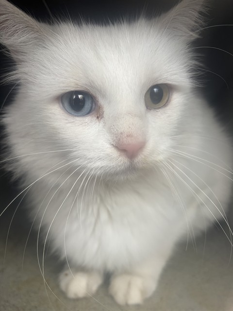 Shelter Stray Unknown Cat last seen Near BLOCK S CARNEGIE TECH ST, 4522 W 3500 S, West Valley City, UT 84120, USA