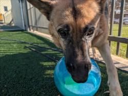 Shelter Stray Female Dog last seen , 3201 Lacy St, Los Angeles, CA 90031, USA