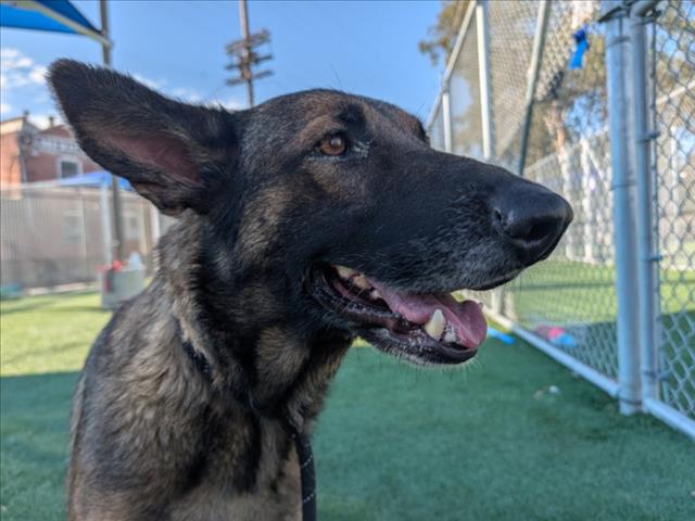 Shelter Stray Female Dog last seen , 3201 Lacy St, Los Angeles, CA 90031, USA