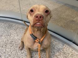Shelter Stray Female Dog last seen , 3201 Lacy St, Los Angeles, CA 90031, USA