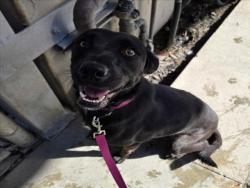 Shelter Stray Female Dog last seen , 1850 W 60th St, Los Angeles, CA 90047, USA