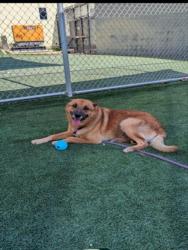 Shelter Stray Male Dog last seen , 3201 Lacy St, Los Angeles, CA 90031, USA