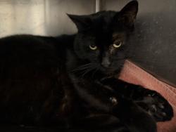 Shelter Stray Male Cat last seen , 1850 W 60th St, Los Angeles, CA 90047, USA