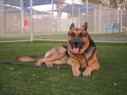 Shelter Stray Male Dog last seen , 3201 Lacy St, Los Angeles, CA 90031, USA