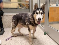 Shelter Stray Female Dog last seen , 3201 Lacy St, Los Angeles, CA 90031, USA