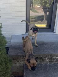 Found/Stray Unknown Dog last seen Eulala, Nashville, TN 37211