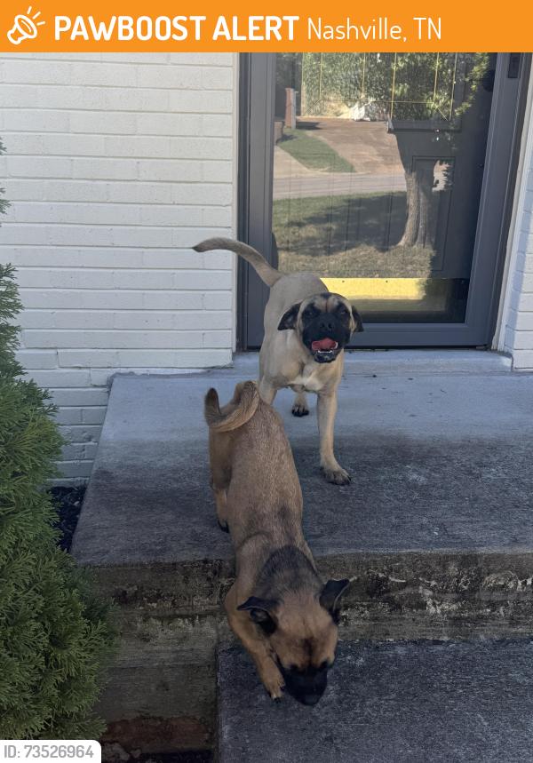 Found/Stray Unknown Dog last seen Eulala, Nashville, TN 37211